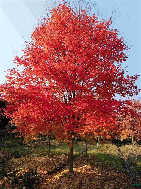 秋枫树有哪些价值 秋枫树如何种植_百科知识_学堂_齐家网