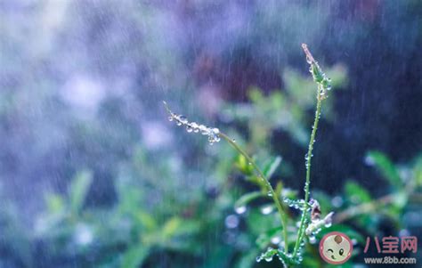 下雨天早安图片