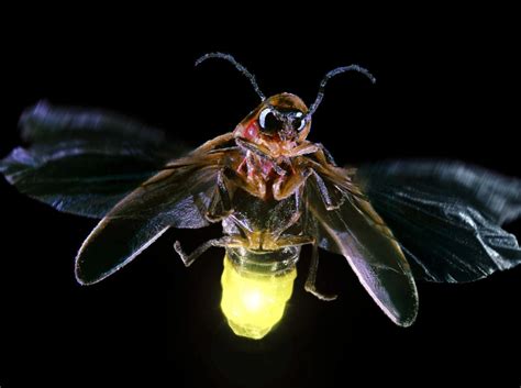 萤火虫的外形是什么-百度经验