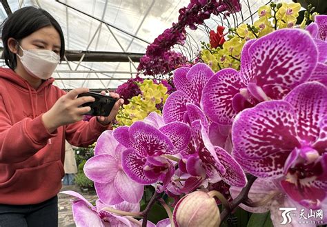 明珠花卉市场恢复营业 -天山网 - 新疆新闻门户