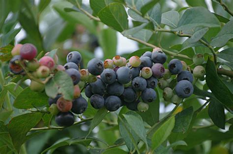亩产1500斤，即墨200亩蓝莓迎来成熟期-半岛网