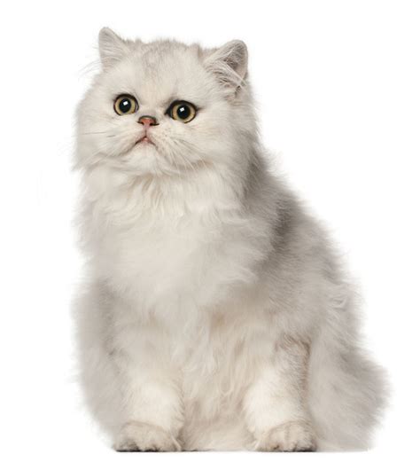 关于波斯猫的外貌你知道多少？波斯猫与其他猫一样么？了解一下吧