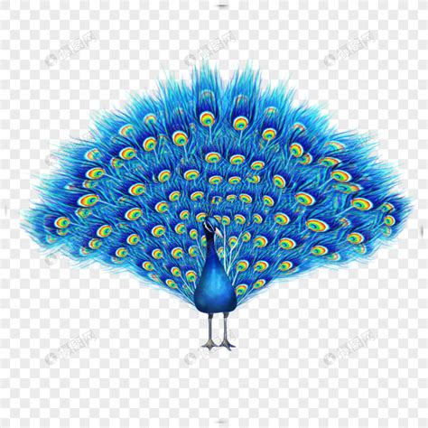 印度孔雀或蓝孔雀是一种体型大且颜色鲜艳的鸟类高清图片下载-正版图片503274011-摄图网