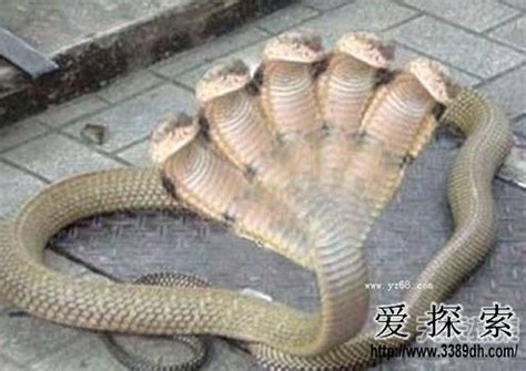 蜘蛛蛇图片