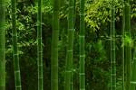 观赏竹子有哪些品种「必看：观赏竹种分类汇总」 - 遇奇吧