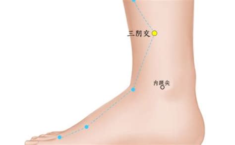 三阴交穴位的准确位置图_穴位图_中医_99健康网