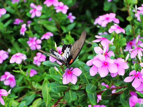 台湾蝴蝶图片及资料-台湾蝴蝶的资料和特点