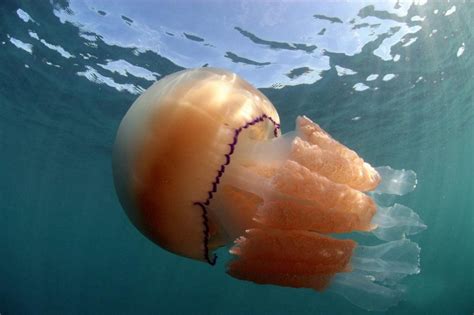 自然 | 南极深海“美杜莎”！巨型“冥河水母”有毒吗？|水母|幼虫|南极_新浪新闻