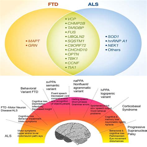 Frontotemporal dementia: from molecular mechanisms to therapy - Haass ...