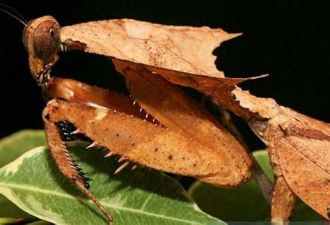 宠物螳螂有哪些品种（推荐5种最适合新手养的螳螂） - 胖萌舍宠物网