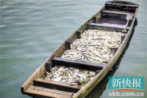 无证垃圾场附近鱼塘数万斤鱼死亡(图)|河流污染|垃圾_新浪新闻