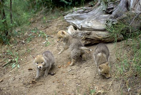 土狼狗猎人警报荒野哺乳动物小狗食肉捕食者自然婴儿探索高清图片下载-正版图片320633793-摄图网