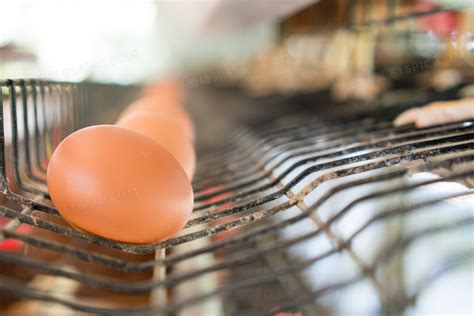 母鸡下蛋一般下多少天，下软壳蛋是什么原因-农百科
