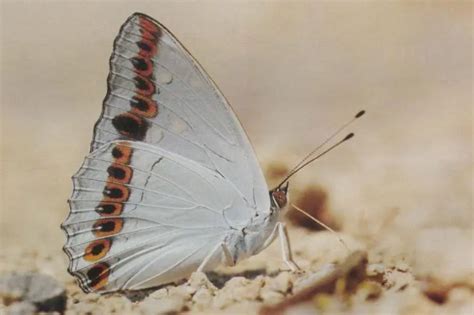 世界上最稀有的七种蝴蝶，你见过几种呢？_巴拉排行榜