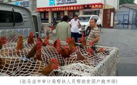 八月十五中秋到 帮扶队员卖鸡忙-驻马店市审计局