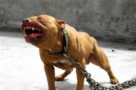 世界打架最厉害的狗前十名 杜高犬上榜，第二有“东方斗犬之王”之称_排行榜123网