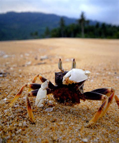出现在沙滩上的螃蟹图片-生存在沙滩上的小螃蟹素材-高清图片-摄影照片-寻图免费打包下载