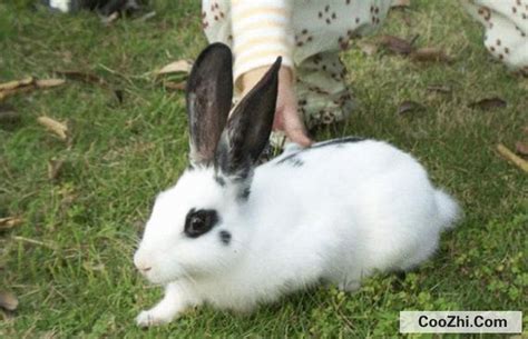 世界上最可爱的兔子，荷兰侏儒兔（看一眼能把人萌翻）_小狼观天下