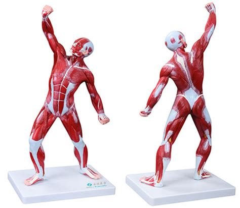 50CM人体全身肌肉解剖模型人体浅层肌肉解剖 肌肉人 躯干解剖模型-阿里巴巴