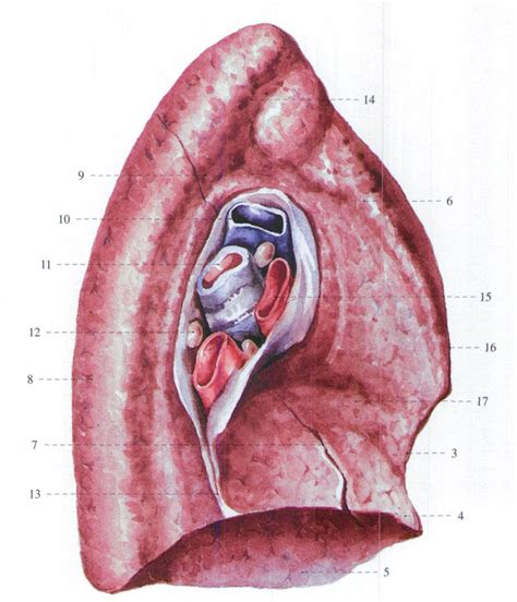 肺解剖图结构
