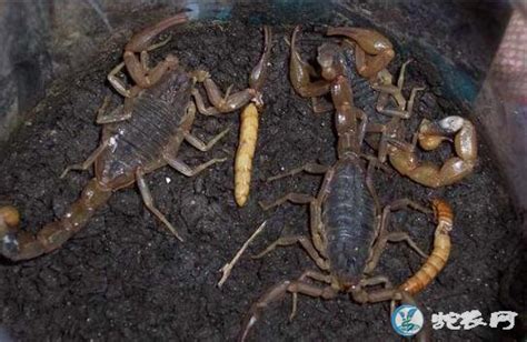 人工养殖蝎子、大棚蝎子养殖需要注意的6个问题！-毒蛇网爬宠吧