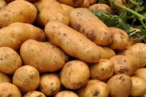 中国大力发展马铃薯种植，已确定马铃薯为未来餐桌主食 | 国际果蔬报道