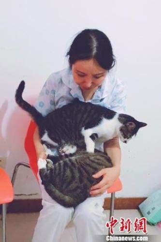 “猫妈”医生收养80多只流浪猫 每月开支至少一万元_凤凰资讯