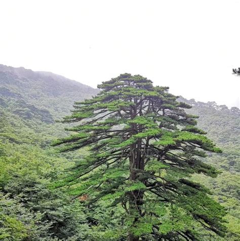 黄山步仙桥图片
