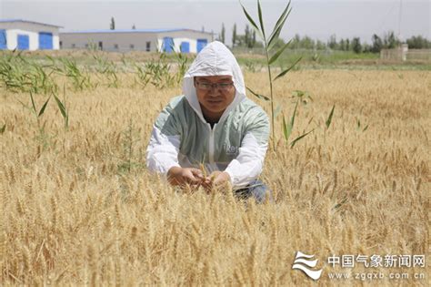 新疆和静5.05万亩冬春小麦开镰收割 农把式借水保温保冬麦丰收_县域经济网