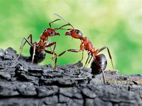 蚂蚁的基本资料