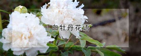 白牡丹花语-农百科