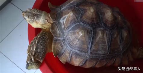 巴西龟好养不值得养吗？巴西龟的饲养方法介绍 - 胖萌舍宠物网