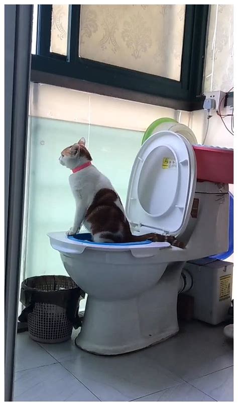 猫咪着急上厕所，关键时刻还要形象，喵：再急也要优雅的站着|猫咪|网友|马桶_新浪新闻