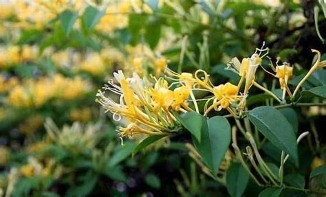 金银花的功效与作用以及食用方法有哪些-绿宝园林网