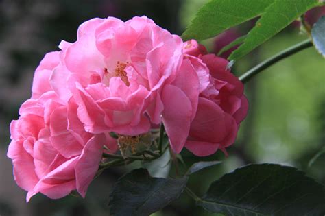 蔷薇花的寓意 —【发财农业网】