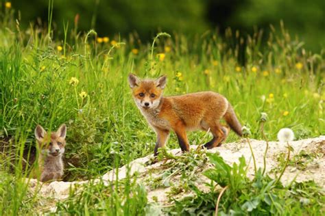 一只雌性狐狸，Vulpes Vulpes和她可爱的幼崽，正在他们的巢穴的入口进食。为了食物，发生了几次扭打和打闹。喜鹊密切注视着它们，伺机偷走 ...
