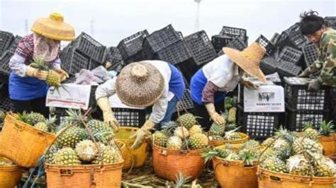 大陆暂停进口台湾菠萝 ，国台办回应：正常的生物安全防范举措_凤凰网视频_凤凰网