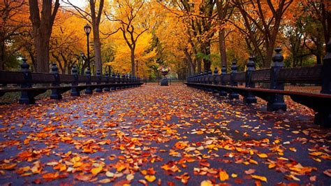 秋天,公园,黄色树叶,人行道,树木,自然风景桌面壁纸-壁纸图片大全