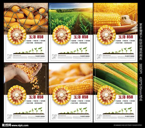 农业\玉米种业\先锋品牌\产品海报设计项目_红微-站酷ZCOOL