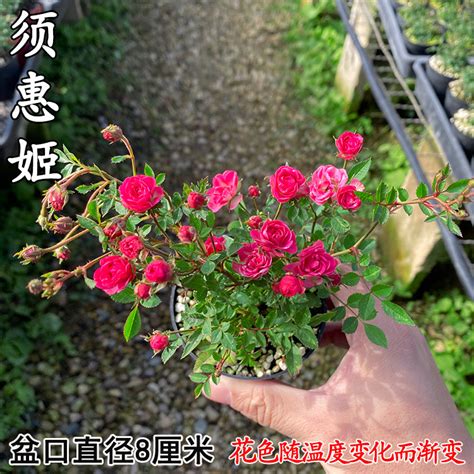 日本 姬月季 姬乙女玫瑰蔷薇迷你微型盆景盆栽四季开花花卉批发-阿里巴巴