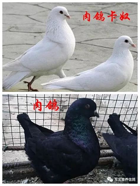 漂亮的玩赏鸽--中国信鸽信息网相册