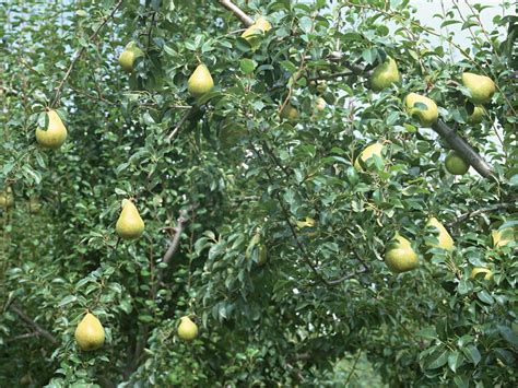 树枝上有成熟多汁的梨树梨和叶子高清图片下载-正版图片503340134-摄图网