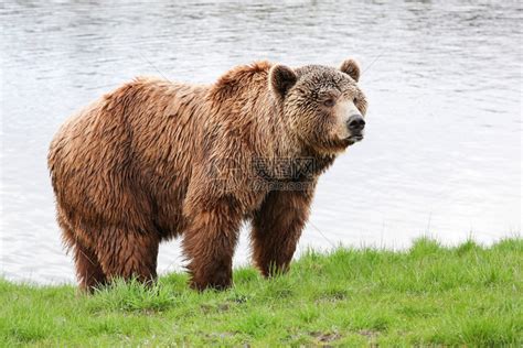 野生动物棕熊高清图片下载-正版图片307684838-摄图网