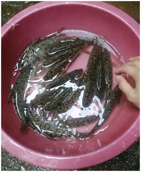 广东清远钓鱼人，水库大坝下钓起许多“老鼠鱼”来，这是什么鱼？__财经头条