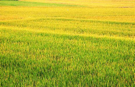 金黄稻田农业种植航拍摄影图配图高清摄影大图-千库网