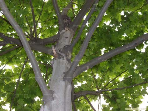梧桐树的资料介绍 梧桐树的栽种和移植方法_百科知识_学堂_齐家网