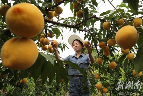 黄桃熟了农家欢 - 焦点图 - 湖南在线 - 华声在线