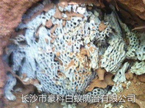 发现白蚁怎么消灭，上海除虫公司哪家好？-上海帮庭环境科技有限公司