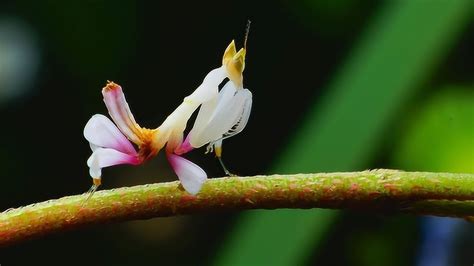 兰花螳螂：形如兰花，灿烂芳华