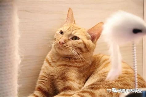 6月22日上海猫咪领养开放日 - 知乎